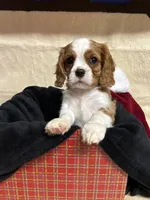 Toby, a male Cavalier King Charles Spaniel for sale in Battle Ground, WA – Photo 3 of 5