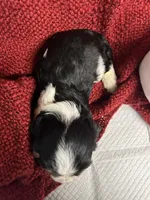 Amara, a female Cavalier King Charles Spaniel for sale in Battle Ground, WA – Photo 5 of 5