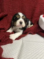 Amara, a female Cavalier King Charles Spaniel for sale in Battle Ground, WA – Photo 4 of 5