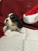 Amara, a female Cavalier King Charles Spaniel for sale in Battle Ground, WA – Photo 2 of 5
