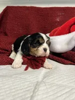 Amara, a female Cavalier King Charles Spaniel for sale in Battle Ground, WA – Photo 3 of 5