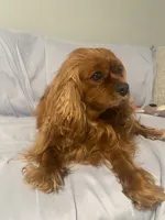 Luna, a female Cavalier King Charles Spaniel for sale in Battle Ground, WA – 1 of 3
