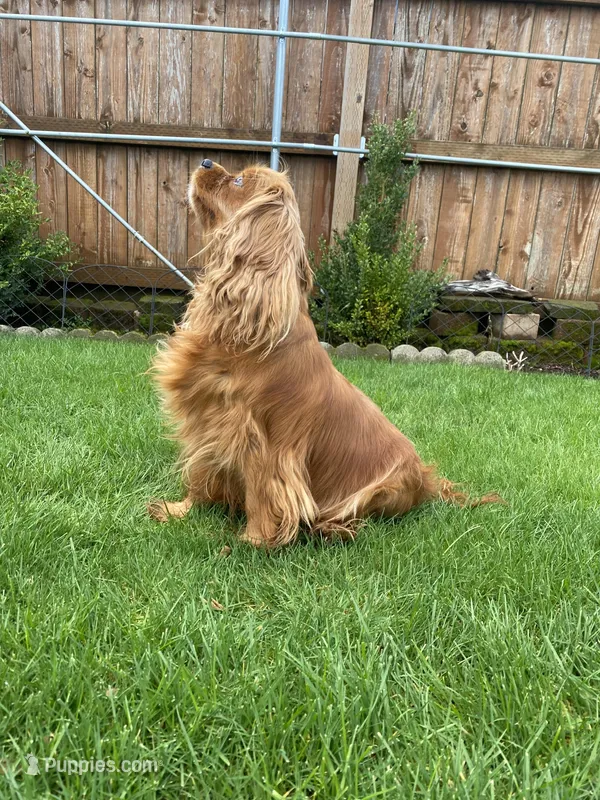 luna, a female Cavalier King Charles Spaniel for sale in Battle Ground, WA – Photo 1 of 6
