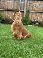 luna, a female Cavalier King Charles Spaniel for sale in Battle Ground, WA – Photo 1 of 6