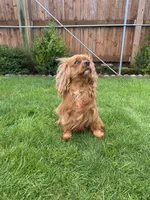 luna, a female Cavalier King Charles Spaniel for sale in Battle Ground, WA – Photo 5 of 6