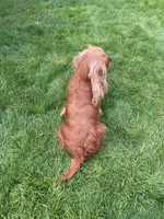 luna, a female Cavalier King Charles Spaniel for sale in Battle Ground, WA – Photo 6 of 6