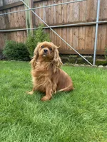 luna, a female Cavalier King Charles Spaniel for sale in Battle Ground, WA – Photo 3 of 6