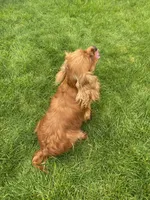 luna, a female Cavalier King Charles Spaniel for sale in Battle Ground, WA – Photo 4 of 6