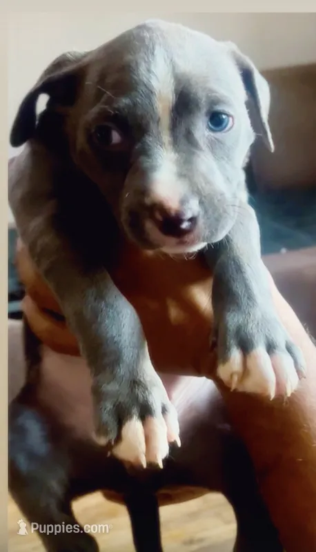 Sweetie  – American Bully puppy for sale in The Bronx, NY