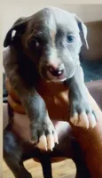 Sweetie , a female American Bully for sale in The Bronx, NY – 1 of 3