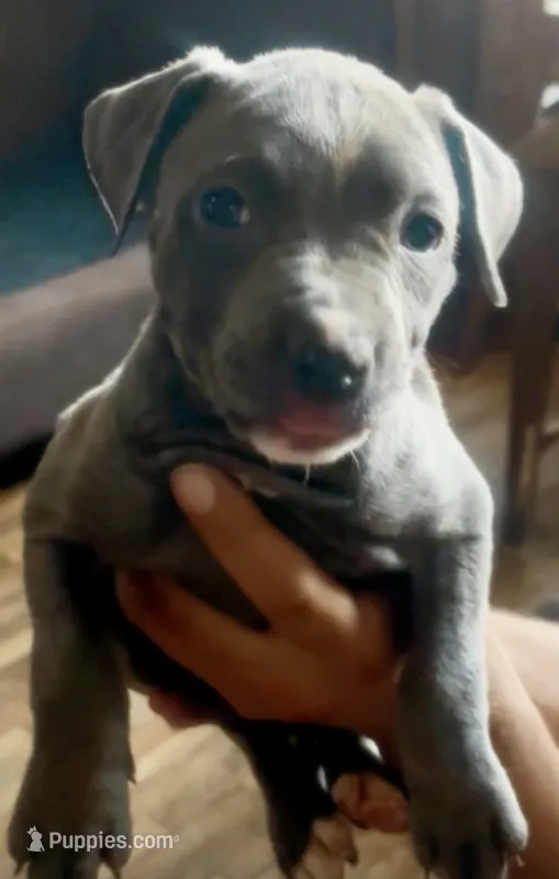 Dizzy – American Bully puppy for sale in The Bronx, NY