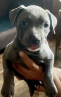 Dizzy, a female American Bully for sale in The Bronx, NY – 1 of 2