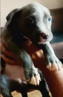 Sweetie , a female American Bully for sale in The Bronx, NY – 2 of 3