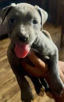 Dizzy, a female American Bully for sale in The Bronx, NY – 2 of 2