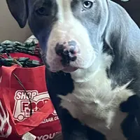 Ghost, a male American Bully and American Pit Bull Terrier for sale in The Bronx, NY – 4 of 4