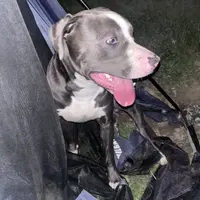 Ghost, a male American Bully and American Pit Bull Terrier for sale in The Bronx, NY – 3 of 4
