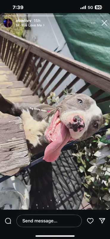 Ghost – American Bully, American Pit Bull Terrier puppy for sale in The Bronx, NY