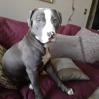 Ghost, a male American Bully and American Pit Bull Terrier for sale in The Bronx, NY – 2 of 4