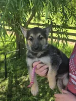 Nala, a female German Shepherd Dog for sale in Rocky Mount, VA – 4 of 10