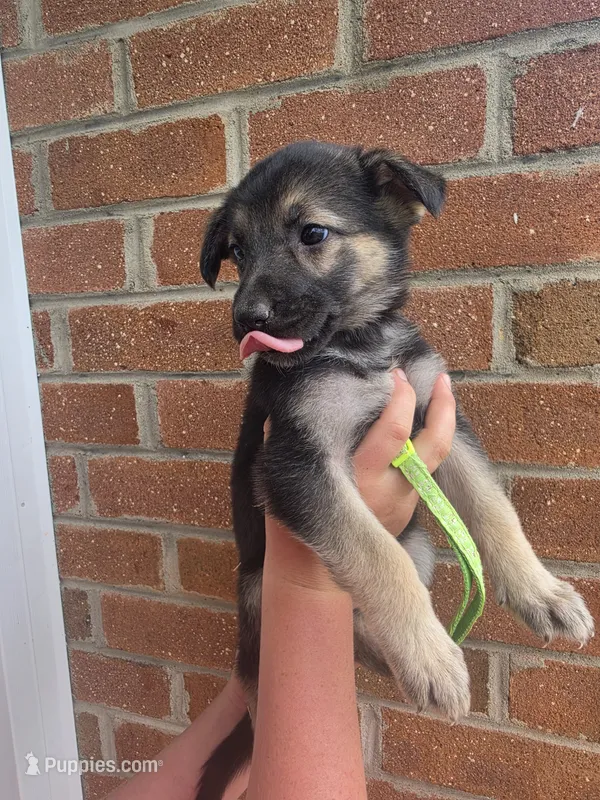 Nellie – German Shepherd Dog puppy for sale in Rocky Mount, VA