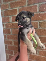 Nellie, a female German Shepherd Dog for sale in Rocky Mount, VA – 1 of 4