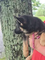 Aranea, a female German Shepherd Dog for sale in Rocky Mount, VA – 1 of 7