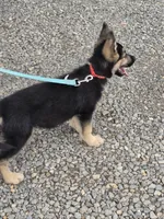 Rafiki, a male German Shepherd Dog for sale in Rocky Mount, VA – 2 of 10