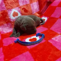 Twix, a male Labrador Retriever for sale in Rocky Mount, VA – Photo 9 of 10