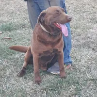 Twix, a male Labrador Retriever for sale in Rocky Mount, VA – Photo 7 of 10