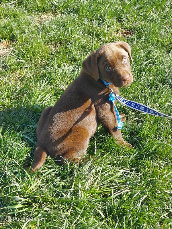 Twix – Labrador Retriever puppy for sale in Rocky Mount, VA