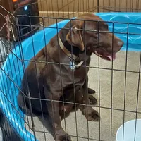 Twix, a male Labrador Retriever for sale in Rocky Mount, VA – Photo 10 of 10