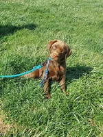 Twix, a male Labrador Retriever for sale in Rocky Mount, VA – Photo 2 of 10