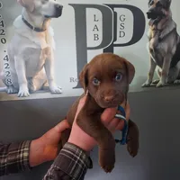Twix, a male Labrador Retriever for sale in Rocky Mount, VA – Photo 5 of 10