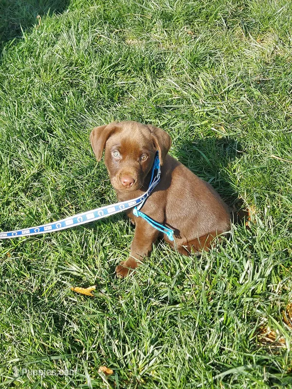 Twix – Labrador Retriever puppy for sale in Rocky Mount, VA