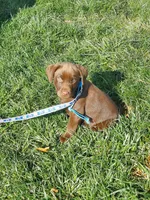 Twix, a male Labrador Retriever for sale in Rocky Mount, VA – Photo 1 of 10