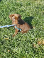Twix, a male Labrador Retriever for sale in Rocky Mount, VA – Photo 4 of 10