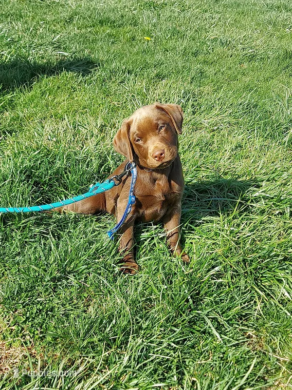 Twix – Labrador Retriever puppy for sale in Rocky Mount, VA