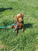 Twix, a male Labrador Retriever for sale in Rocky Mount, VA – Photo 1 of 10