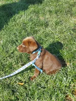 Twix, a male Labrador Retriever for sale in Rocky Mount, VA – Photo 3 of 10