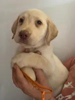 Danny Williams , a male Labrador Retriever for sale in Rocky Mount, VA – 4 of 5