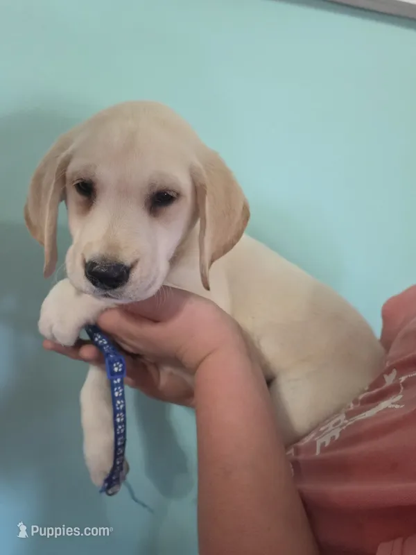 Lou – Labrador Retriever puppy for sale in Rocky Mount, VA