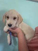 Lou, a male Labrador Retriever for sale in Rocky Mount, VA – 3 of 10