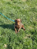 Galaxy, a female Labrador Retriever for sale in Rocky Mount, VA – Photo 2 of 10