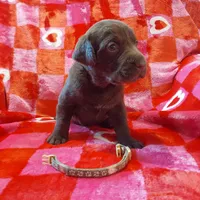 Galaxy, a female Labrador Retriever for sale in Rocky Mount, VA – Photo 8 of 10