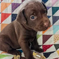 Galaxy, a female Labrador Retriever for sale in Rocky Mount, VA – Photo 4 of 10
