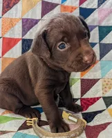Galaxy, a female Labrador Retriever for sale in Rocky Mount, VA – Photo 1 of 6