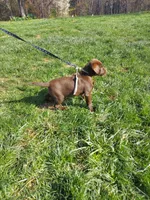 Galaxy, a female Labrador Retriever for sale in Rocky Mount, VA – Photo 7 of 10