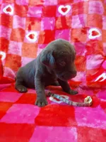 Galaxy, a female Labrador Retriever for sale in Rocky Mount, VA – Photo 2 of 6