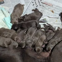 Galaxy, a female Labrador Retriever for sale in Rocky Mount, VA – Photo 10 of 10