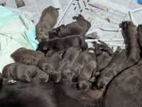 Galaxy, a female Labrador Retriever for sale in Rocky Mount, VA – Photo 5 of 6